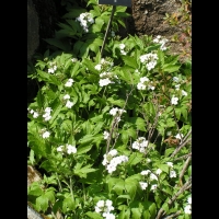 Clematis Alpina (fam. Renonculacees) (10)